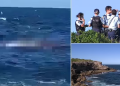 Shark filmed fatally attacking swimmer on Sydney beach (VIDEO)