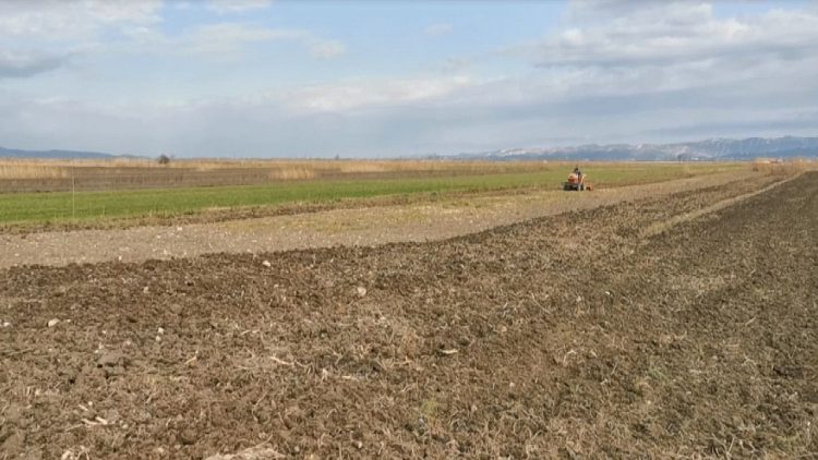 Land is being worked less / Farmers in Lushnje say that all prices of works have increased