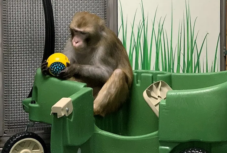 Neuralink and Elon Musk kill 8 monkeys during microchip tests on brain, animal groups denounce torture (photos)