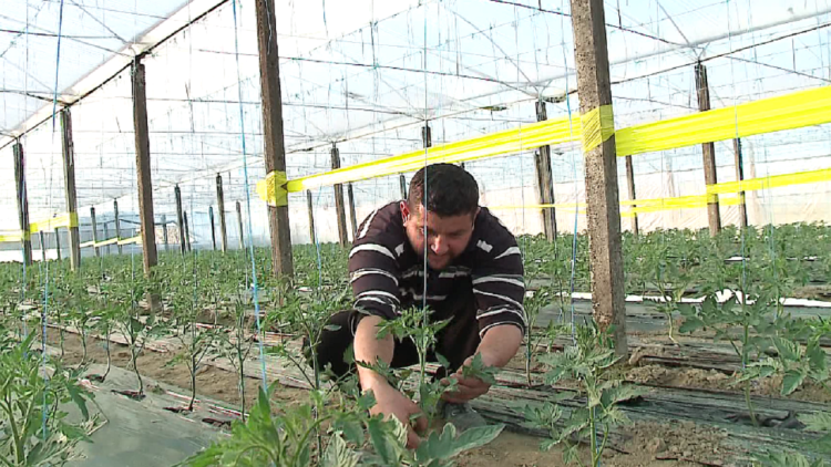 Clean agriculture / Farmer from Dimali shows how to grow plants without harmful pesticides