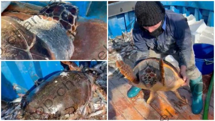The 50 kg turtle falls into the nets of fishermen near the island of Sazan