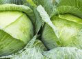 Discover the healing effects of cabbage compresses
