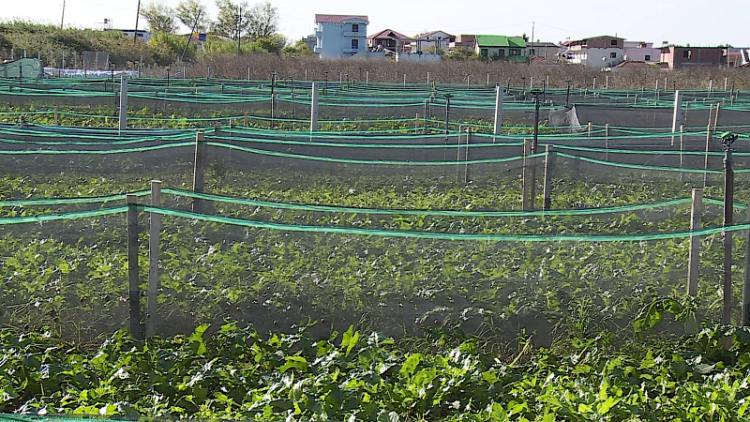 Snail farms disappear / Only two survived across the country