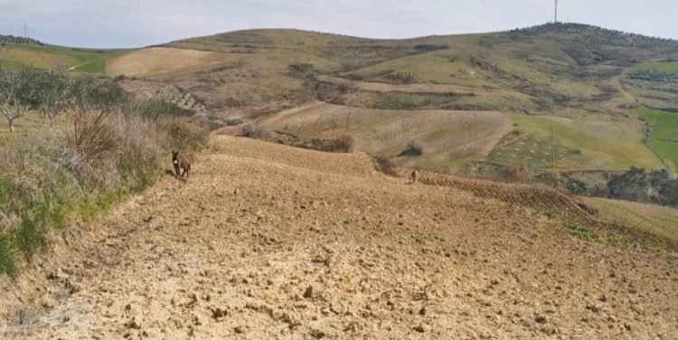Return to plow / In the villages of Myzeqe the land is worked by animals