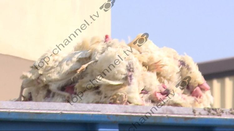 Chickens buried without permission / Fiks Fare investigation, company representatives threaten journalist