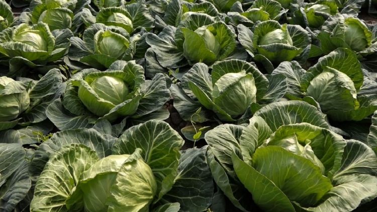 Cabbages from Elbasan to Ukraine / Every year Shirgjan farmers exported over five thousand tons of cabbage