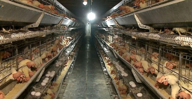 Chickens did not die in a day / Top Channel investigation: How deaths, numbers, names and the truth were hidden