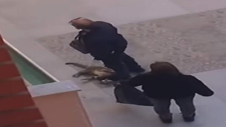 He mistreated the cat until he died, the perpetrator previously convicted of murder is handcuffed