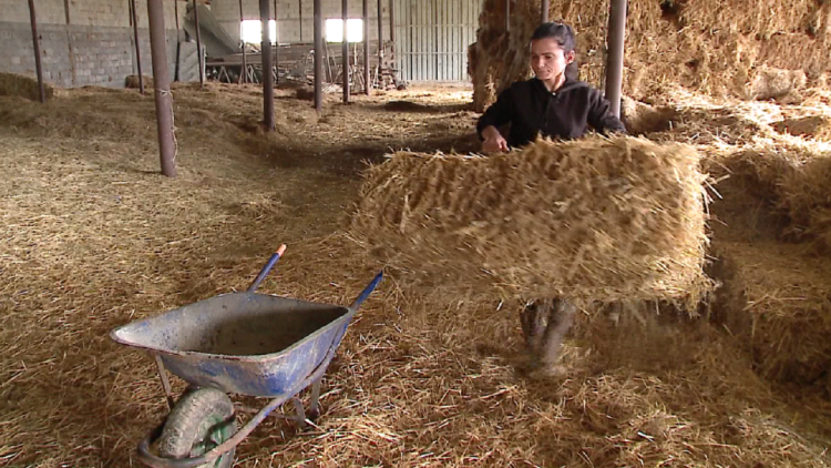 In competition with imports! Livestock from Divjaka: Serbian milk comes cheaper