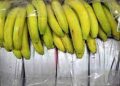 Greece / 100 kilograms of cocaine hidden in a container with bananas are seized