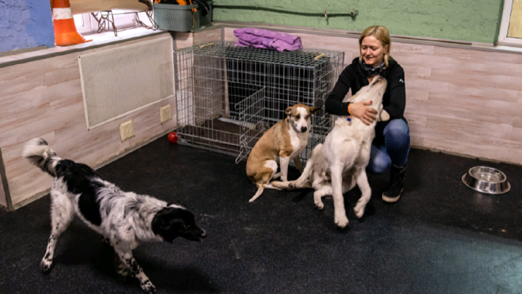 To think of animals on the day of war, the woman does the humane action