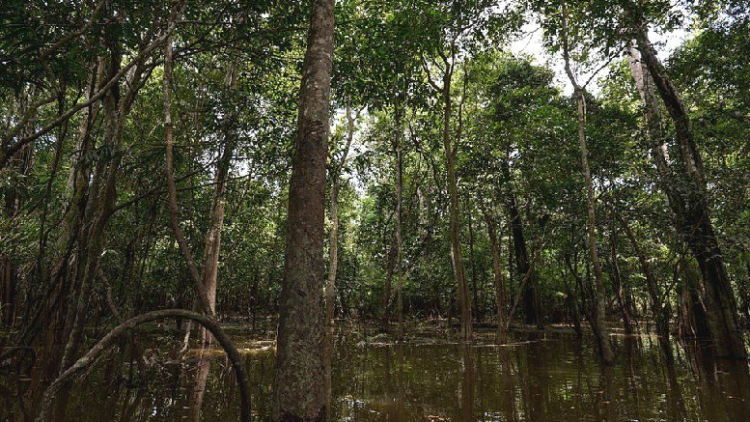 Little brothers found after four weeks lost in Amazon rainforest (photos)