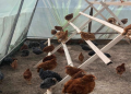 Mass slaughter of chickens, Ministry of Agriculture: There are no cases of bird flu