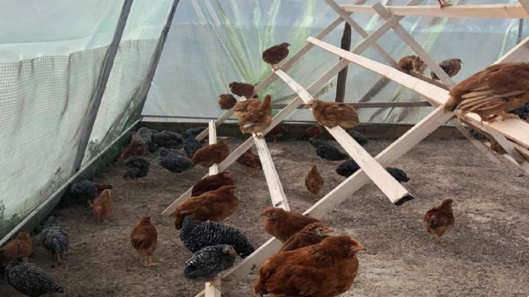 Mass slaughter of chickens, Ministry of Agriculture: There are no cases of bird flu