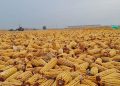 Ukraine exports the first grain by train to Europe