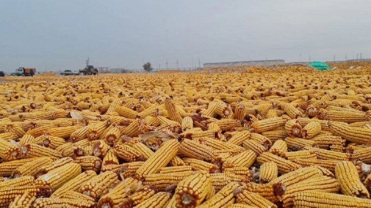 Ukraine exports the first grain by train to Europe