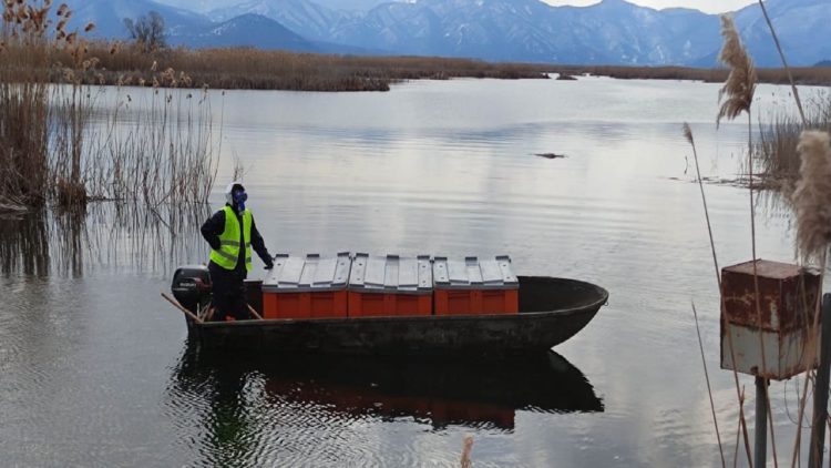 Hundreds of dead birds in Greece, lifeless swans and pelicans found in lakes