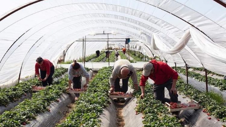 The drama of agriculture! Planting is declining in the country, businesses are selling stockpiles of fertilizers in Kosovo and Serbia