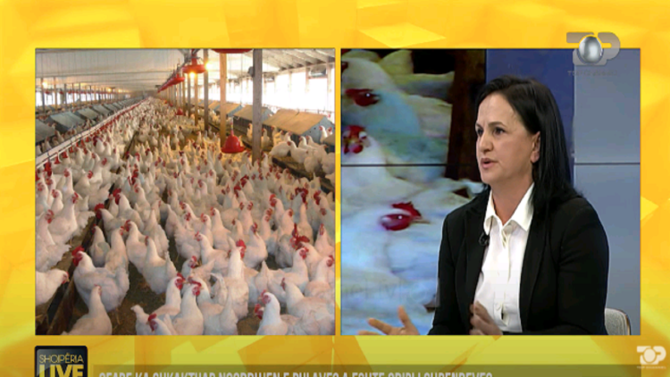Mass death of chickens, the inspector indicates the measures taken