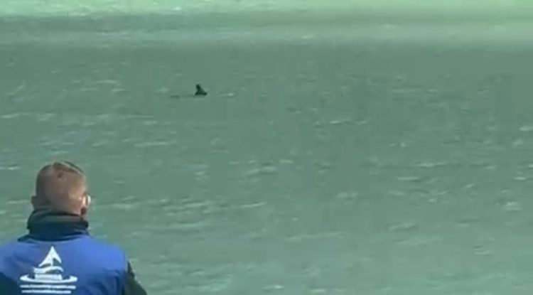 Video / Tourists are surprised, wild goat swims in Lake Koman