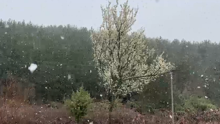 Snow in Bulqiza, farmers afraid of crops and trees that have bloomed the first fruits