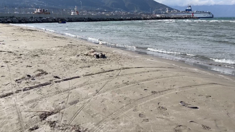 The water turtle dies in Vlora, it is suspected that it swallowed plastic in the sea