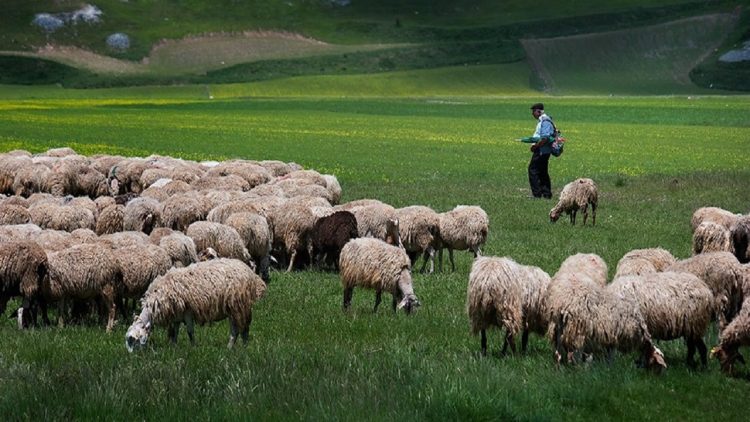 The decline of heads in livestock leads to record meat imports by 2021