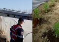 10 cannabis greenhouses are discovered in Thumana, two arrested