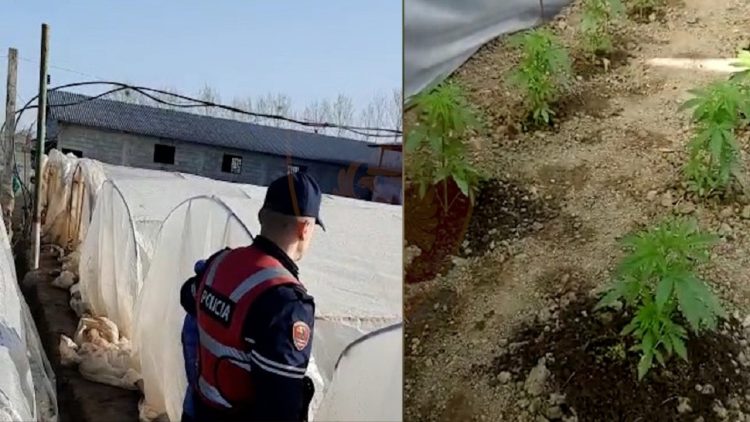 10 cannabis greenhouses are discovered in Thumana, two arrested