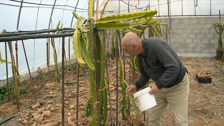 Divjaka “tropical” / A farmer cultivates exotic fruits in greenhouses