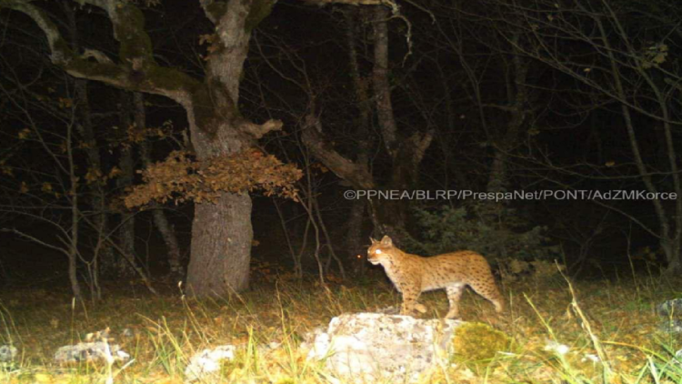 The Balkan lynx is photographed for the first time in the Prespa National Park