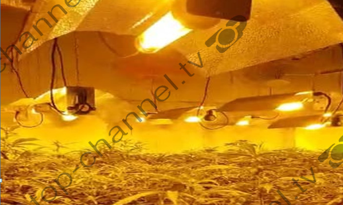 “Grass house” in Kruja, was planted with hashish / Two people arrested