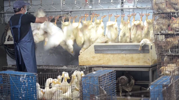 China, the “new flu” appears H3N8 passes to humans, the child is infected by birds!