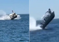 Moments of horror when the tourist boat rises in the air from the collision with the humpback whale (photos)