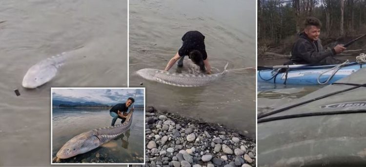 ‘Dinosaur’ fish catches canoe fisherman (photos)