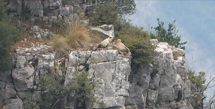 Spring, the birds return / The cuckoo horse returns to Gjirokastra