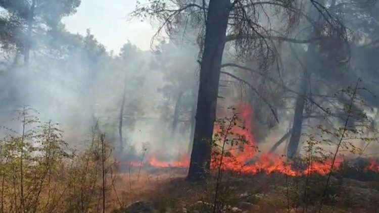 The fire in Dardhas of Pogradec is suspected to be intentional