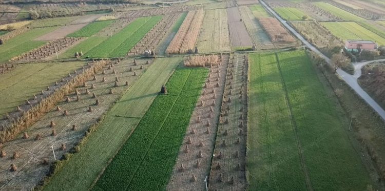Agriculture, 146 million euros / Ipard3 benefits farmers’ projects from 10 thousand euros to 1 million euros