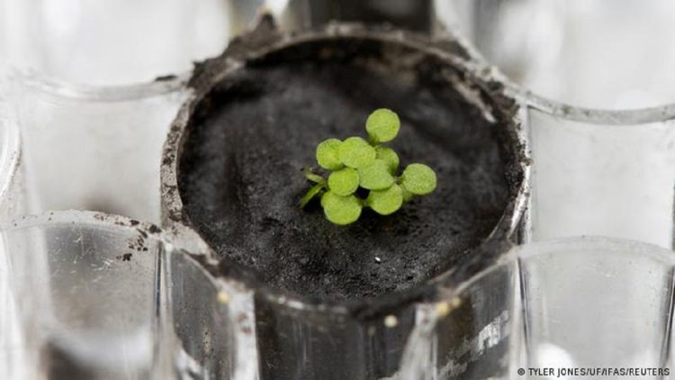 Study: Providing food in space, lettuce can be grown on the Moon