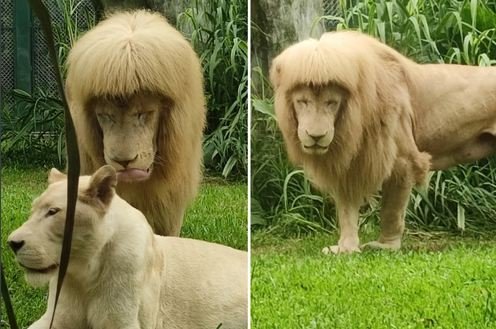 The lion with ‘tail’ hair causes riots in the zoo after being denied the traditional style cut (photos)