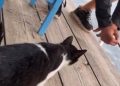 Throw the cat in the sea, 30-year-old Albanian arrested in Greece (Video)