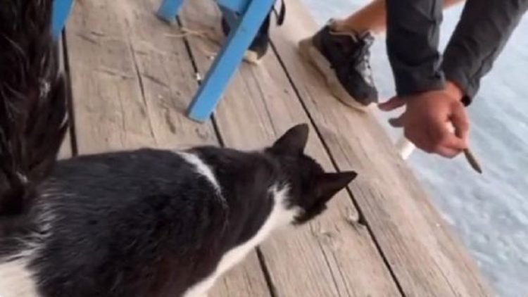 Throw the cat in the sea, 30-year-old Albanian arrested in Greece (Video)
