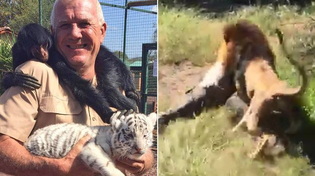 Moments of horror when the guardian pulls into the lion’s mouth ‘like a rag doll’ after entering his compartment (video)