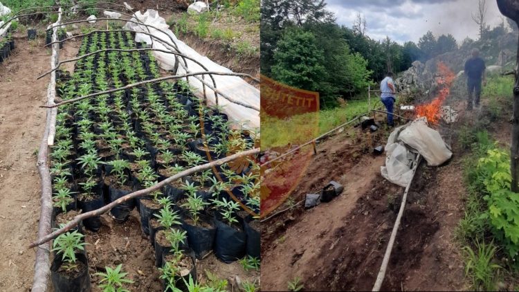 324 narcotic plants cultivated in Bulqiza were seized, the village elder and the environmental guard were prosecuted
