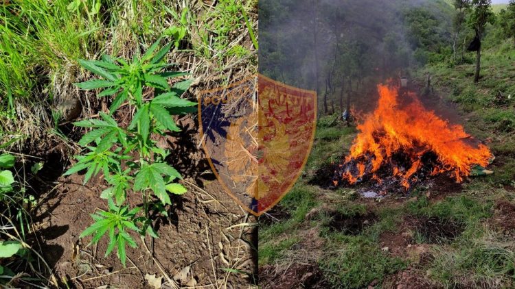 There are 520 cannabis seedlings in Lezha, the mayor of Zimaj village and the environmental guard are prosecuted