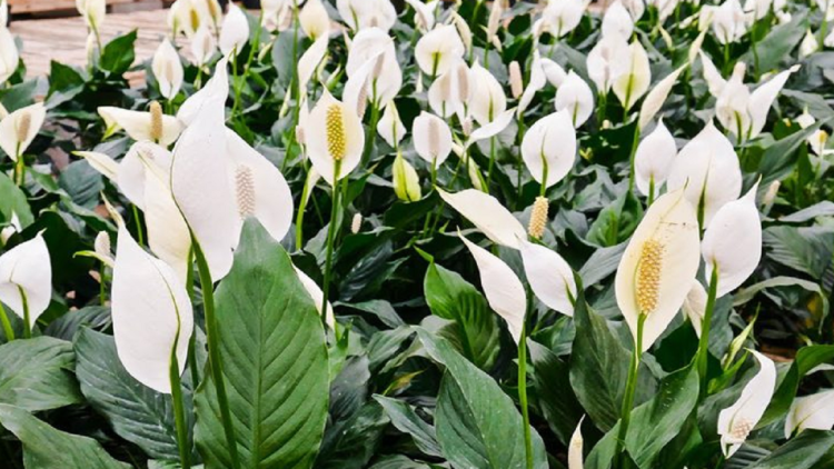 Houseplants that nourish the skin with oxygen