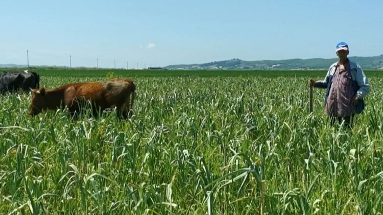 From Tirana to Myzeqe / The 65-year-old former miner becomes a retired shepherd