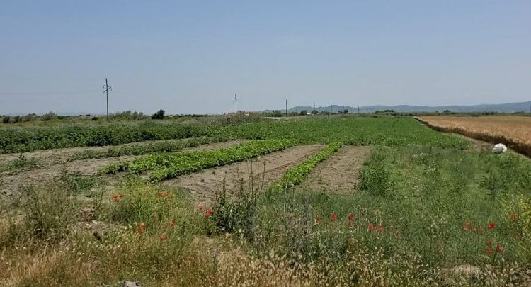 Water pollution / In Darzeza the inhabitants cannot even irrigate the lands