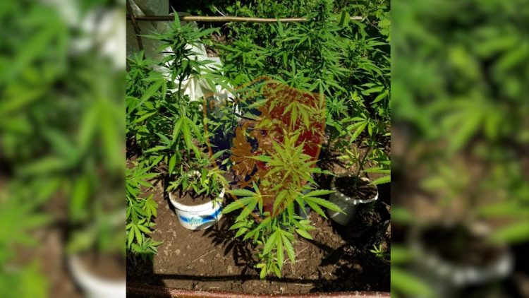 Cannabis parcel in Has / A 40-year-old man is arrested, under investigation by the village head