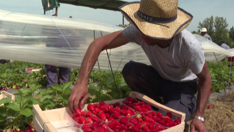 The weather is destroying strawberries in France, they are ripening faster than they should